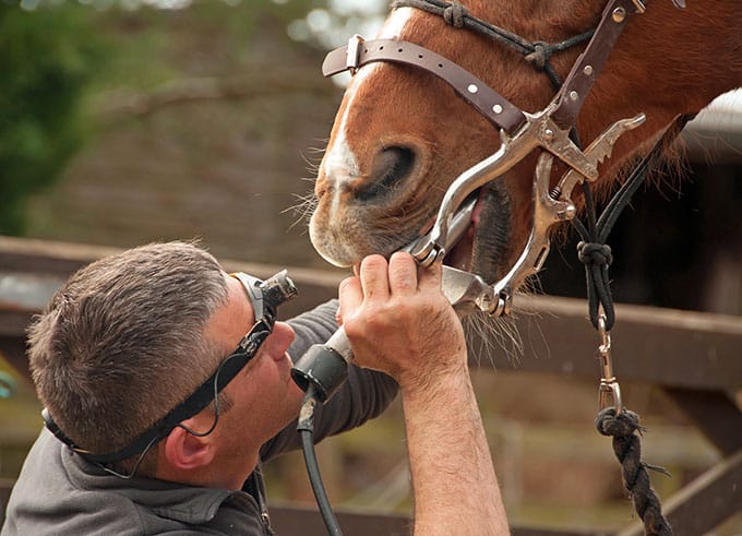 Complications Rare Following Equine Tooth Extractions