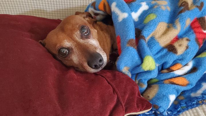 Tooth Extractions for Chewy the Doxie