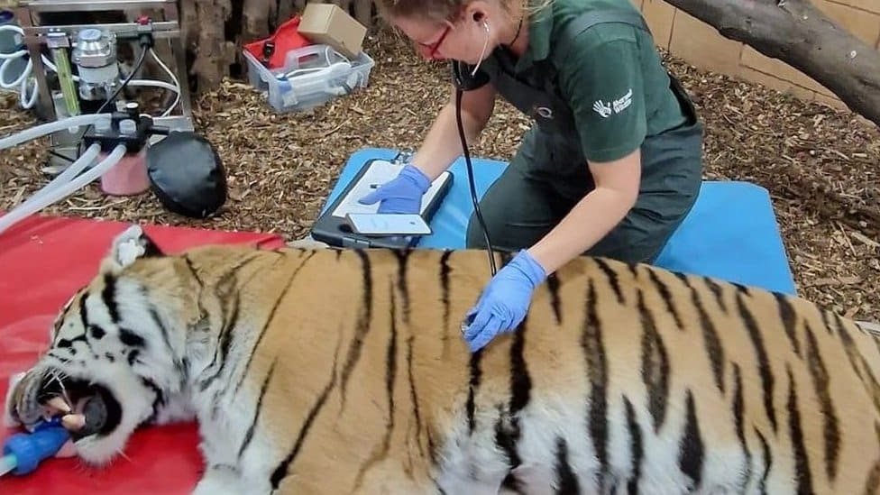 Root canal treatment for predator at Marwell Zoo